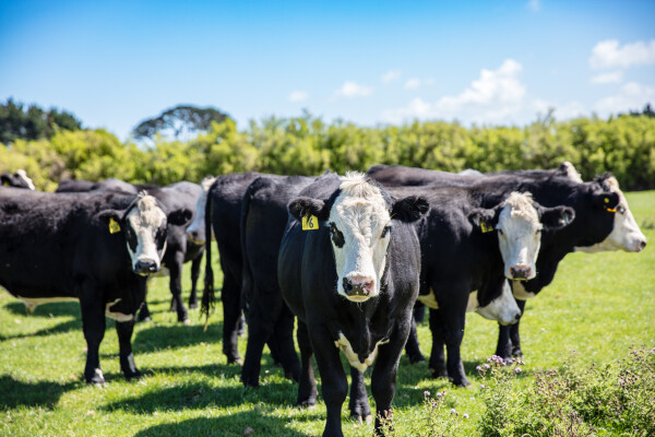 New Zealand's finest cows in a green pasture.