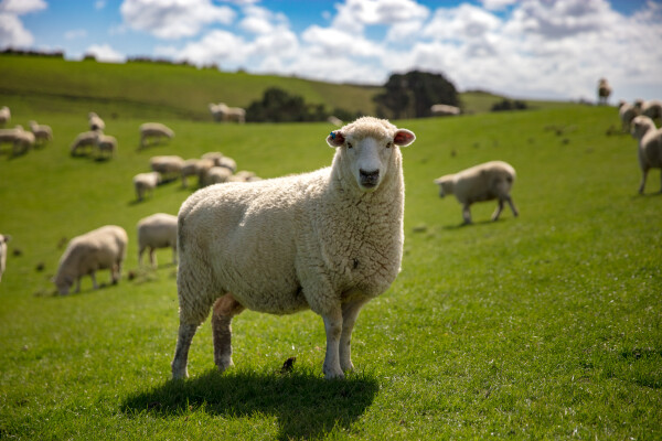 New Zealand's finest sheep in a green pasture.
